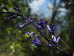 Petrea volubilis