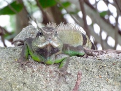 Physignathus cocincinus