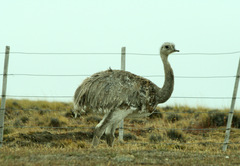 Rhea pennata