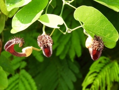 Aristolochia taliscana