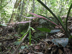 Billbergia distachia