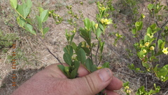 Grewia vernicosa