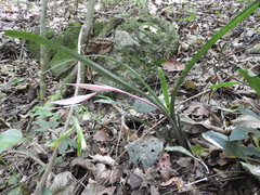 Billbergia distachia