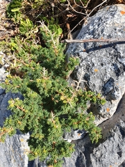 Asparagus rubicundus