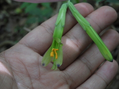 Billbergia distachia