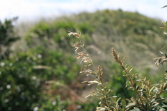 Ehrharta villosa