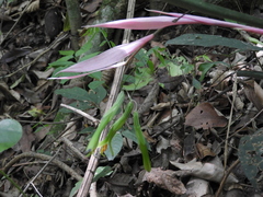 Billbergia distachia