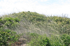 Ehrharta villosa