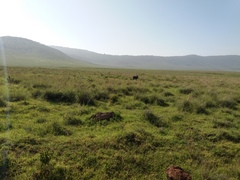 Kobus ellipsiprymnus defassa