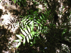 Sapindaceae
