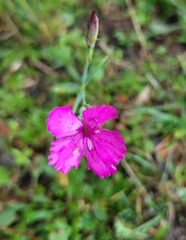 Dianthus lusitanus