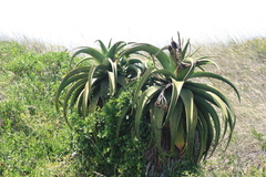 Aloe thraskii