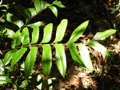 Sapindaceae