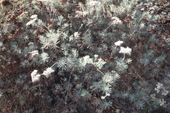Eriogonum arborescens