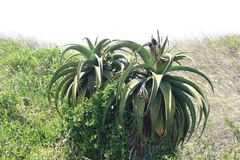 Aloe thraskii