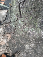 Pseudevernia furfuracea