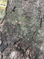 Pseudevernia furfuracea