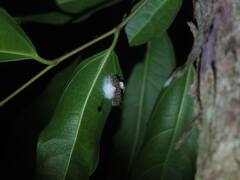 Histia flabellicornis