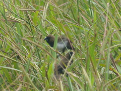 Lonchura leucogastroides