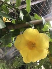 Allamanda
