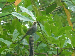 Pycnonotus zeylanicus