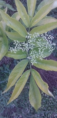 Cornus florida