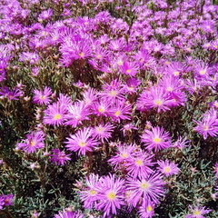 Lampranthus stipulaceus