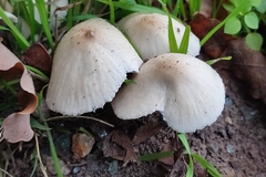 Collybiopsis confluens