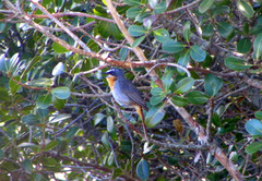 Cossypha caffra caffra