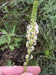 Hebenstretia robusta