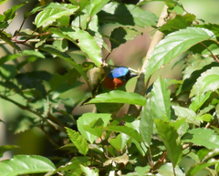 Tangara cyanocephala