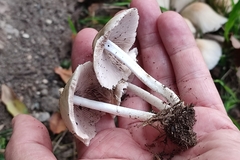 Collybiopsis confluens