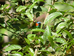 Tangara cyanocephala