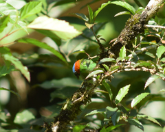 Tangara cyanocephala