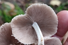 Collybiopsis confluens