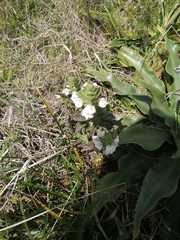 Bellardia trixago
