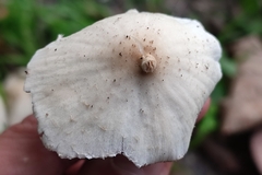 Collybiopsis confluens