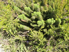 Aspalathus alopecurus