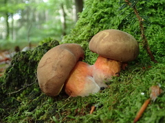 Neoboletus erythropus