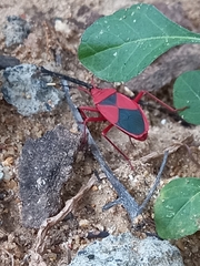 Probergrothius sanguinolens