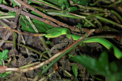 Trimeresurus albolabris