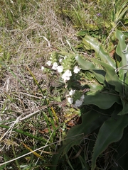 Bellardia trixago
