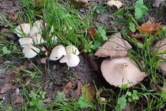 Collybiopsis confluens