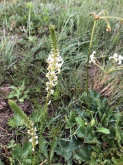 Hebenstretia robusta