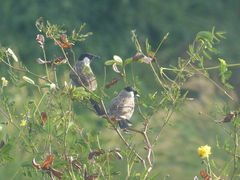 Pycnonotus aurigaster