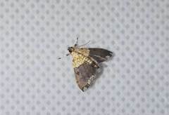 Agrotera basinotata