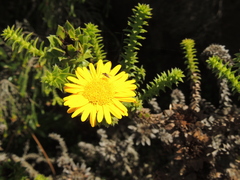 Oedera capensis