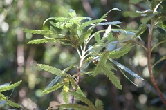 Lyonothamnus floribundus