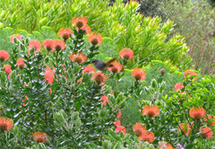 Cossypha caffra caffra