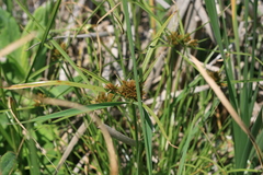 Cyperus polystachyos